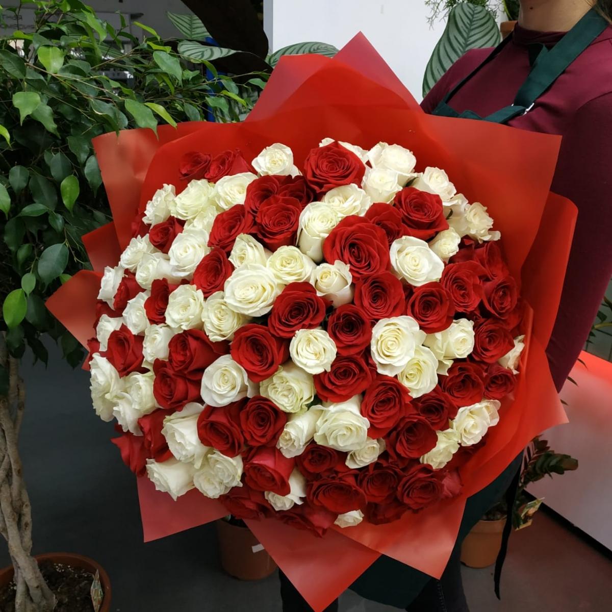Букет из 101 розы (красные и белые розы) (№  92286)